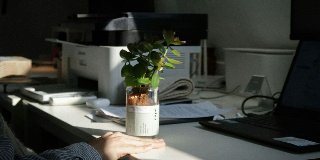 person holding white and green flower vase